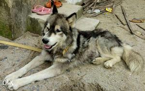 Siberian huskie, Male ready for matting Intrested