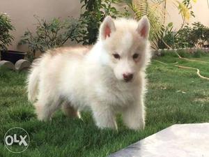Siberian husky show quality puppies availaible.