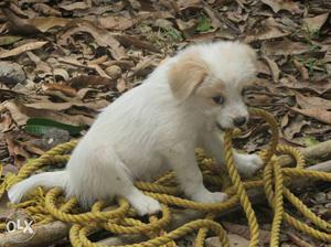 Small Short Coated White And Beige Puppy
