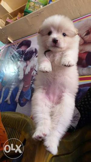 So Qultey pug puppy 35 day old per puppy 2.5kg