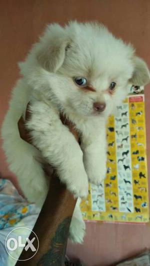 Spitz fully active n dewormed puppies available