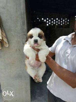 St Bernard extra ordinary puppies