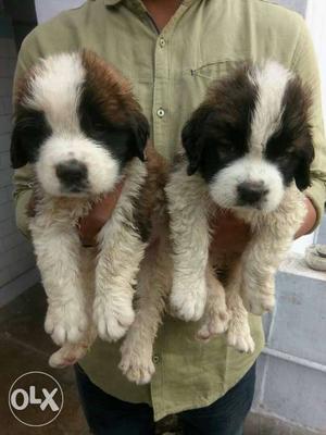 St Bernard superb quality puppies availaible.