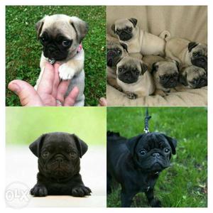 Super cute pug puppy is available for sale.