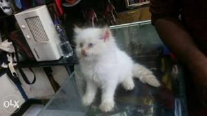 Super quality persian cat full toileted trained