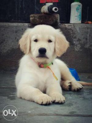 Superb quality golden retriever with papers