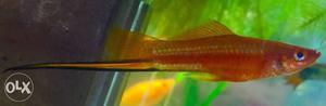 Sword tail fish breeding pair 250, only 2 pairs