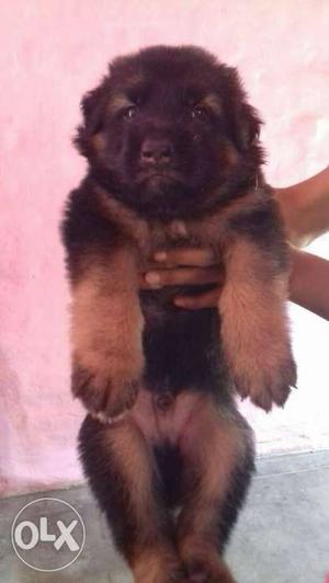 This puppy is double coat jàrman shepard