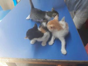 Three Black, Orange And White Kittens
