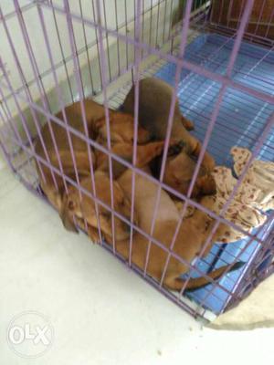 Three Brown Short Coat Puppies In Cage