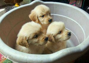 Three Light Golden Retriever Puppies