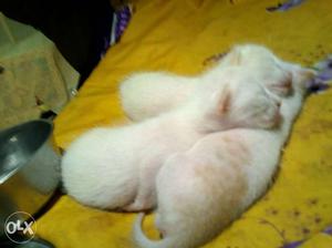 Three White Kittens