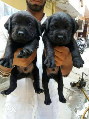 Top Quality Black Labrador Puppy Available