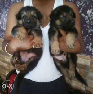 Top Quality German Shepherd Puppy Available