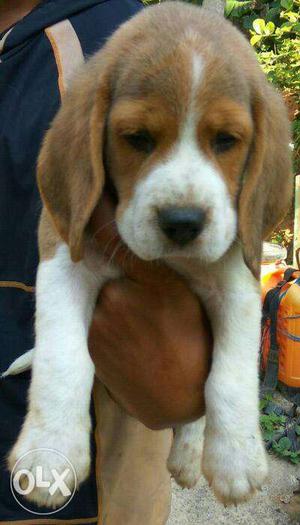 Top quality beagle puppies available with