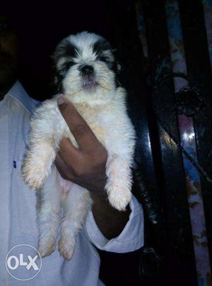 Tricolour lhasa apso female puppies available.