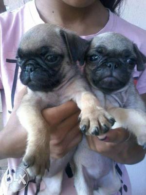 Two Beige-and-black English Bulldog Puppies