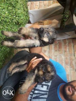 Two Black And Tan German Shepherd Puppies\