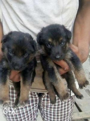 Two Black And Tan Long Coated Puppies