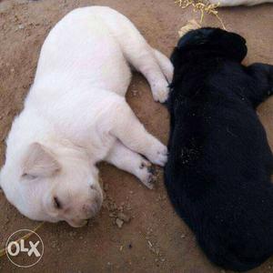 Two Black And Yellow Labrador Retriever Puppies ..0