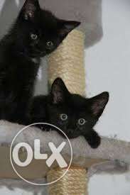 Two Black Kittens