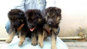 Two Black-and-tan Medium Coated Puppies