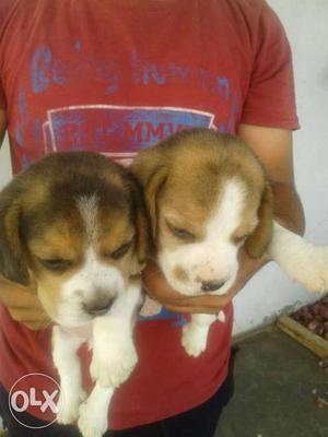 Two Brown-and-white Short Coat Puppies