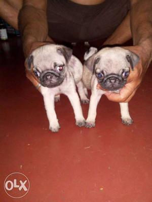 Two Fawn Pug puppy