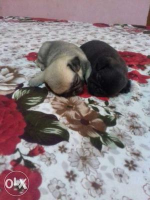 Two Pug Puppies under nose 8.