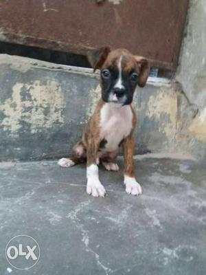 Ultimate Quality Boxer Male Puppy Available