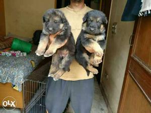 Ultimate Quality German Shepard Puppy Available