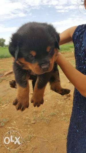 Vaishali// Rottweiler puppies available at Jaipur