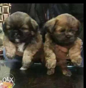 Very excited breed lovable lhasa apso pupp all breed pupp