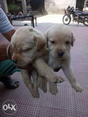 Very good quality lab pups available... At hole
