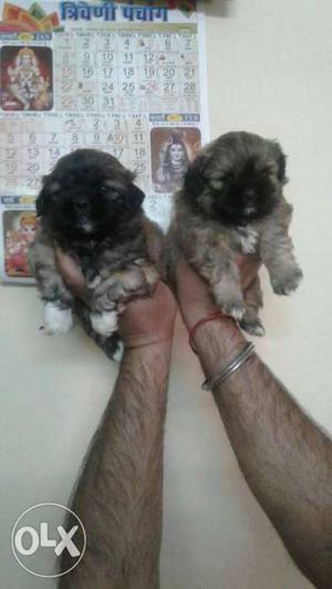 Very lovable super quality lhasa apso Puppies all breed pupp
