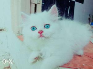 Very very cute and play full white blue eyes