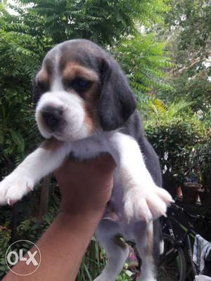 WITH KCI PPRE Tricolor Beagle Puppies