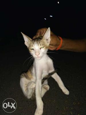 White And Brown Tabby Cat