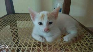 White And Orange Kitten