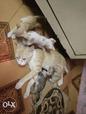 White And Orange Tabby Cat With Kittens Screenshot
