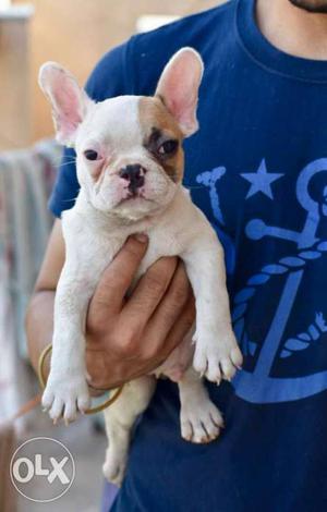 White And Tan French Bulldog Puppy to toypom pupp available