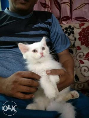 White Long-fur Cat