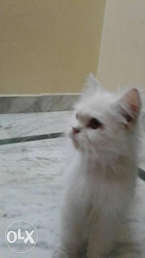 White Persian cat,so sweet face