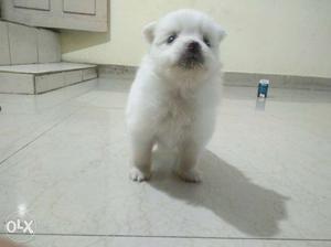White Pomeranian Spitz Puppy