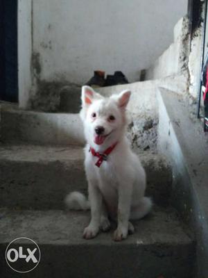 White Pomeranian dog available