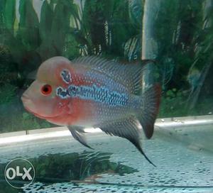 White, Red, And Gray Flowerhorn Fish