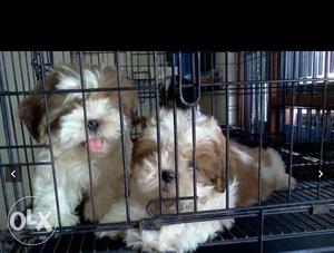 White-and-brown long Coat shihtzu pupp all breed Puppies