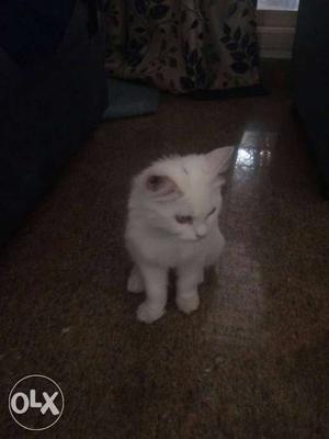 White doll face persian cat 7 months aged