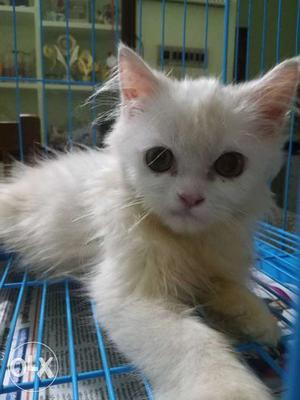 White fur Persian cat with cage worth  contact