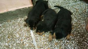 Wrotewiller sale 22 days 2 female and one male